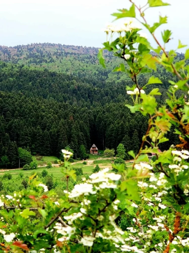 Photo of Cottage in nature
