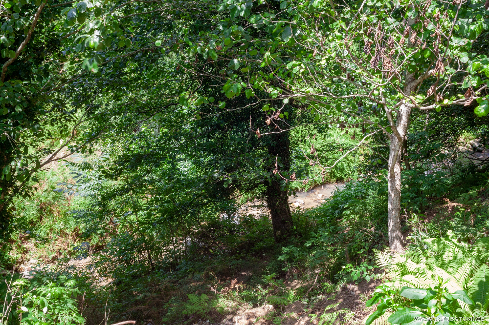 Photo of Discover Gulebi