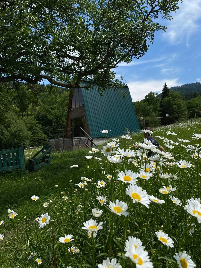 Hut in the Forest - Qokhi Tkeshi