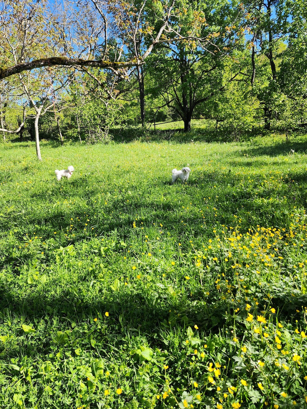 Фото Karavani