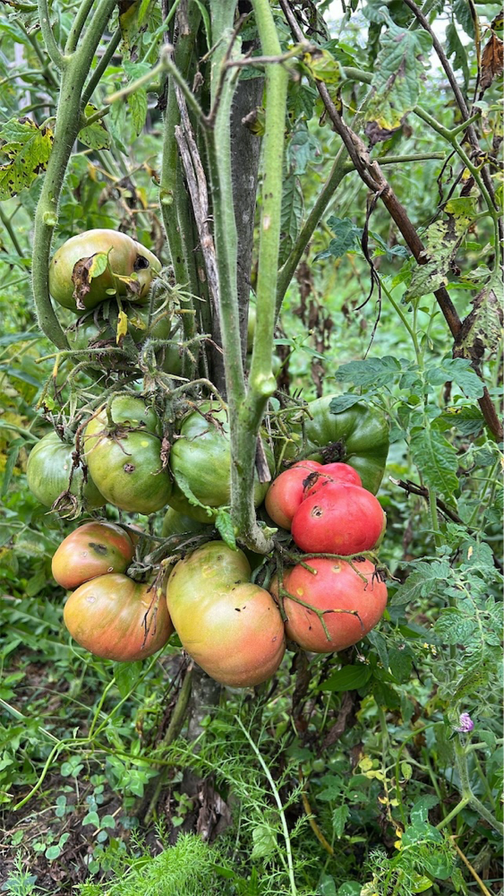 Фото Kochbaani Gastro Farm
