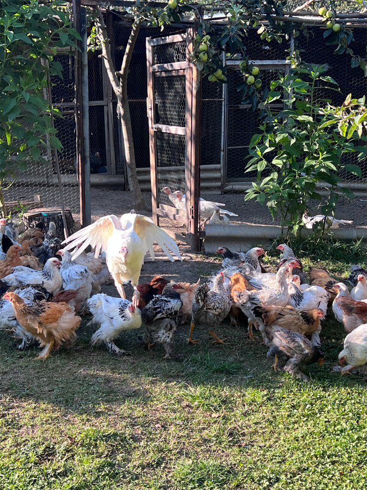 Фото Kochbaani Gastro Farm