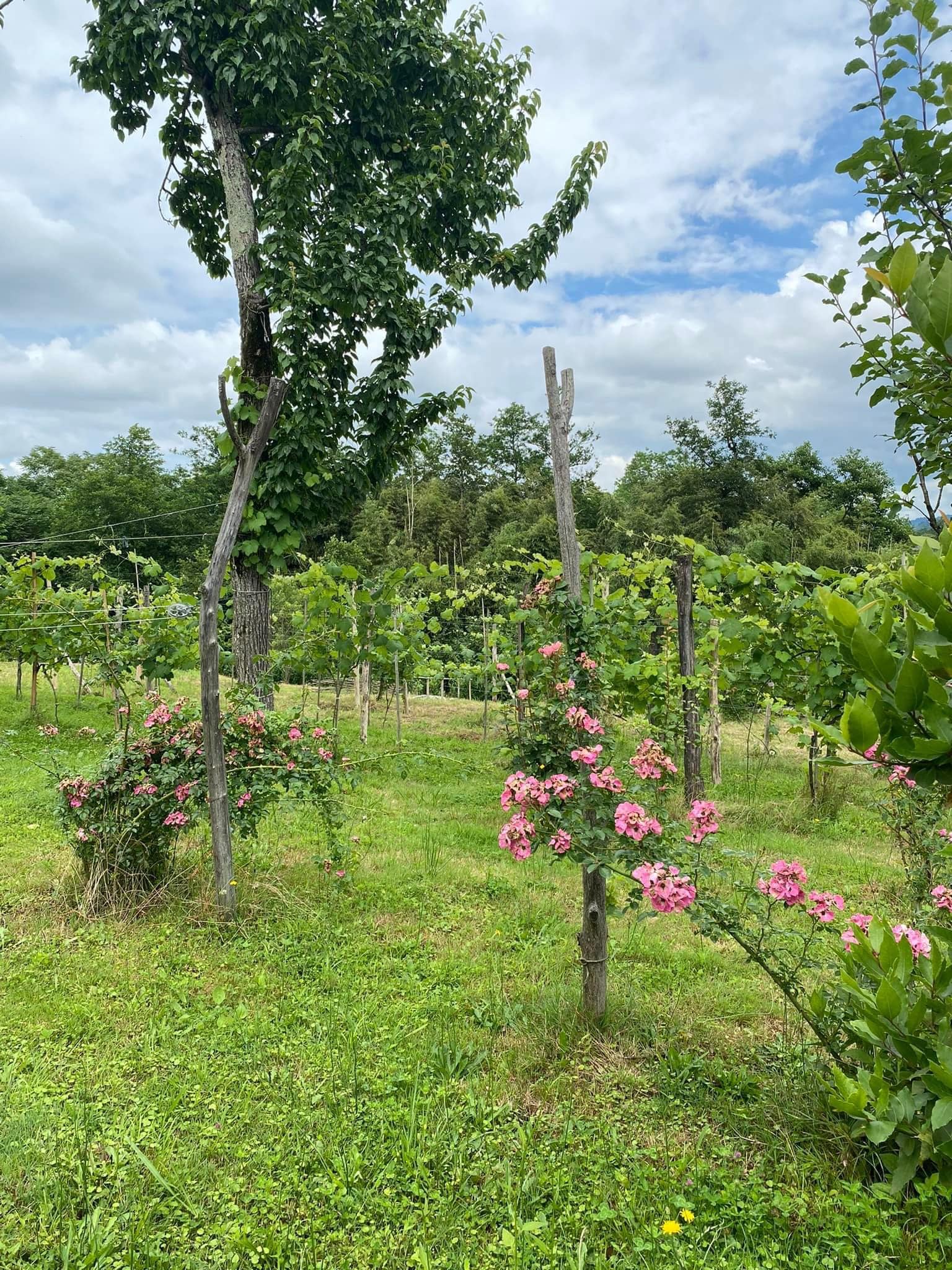 Фото Komli